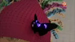 Miraculous ladybug Episode 11 010