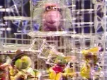 fraggle rock-13